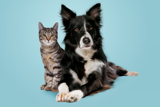 Sind Katzen klüger als Hunde? Die Wissenschaft hat nun endlich eine Antwort darauf gefunden.
