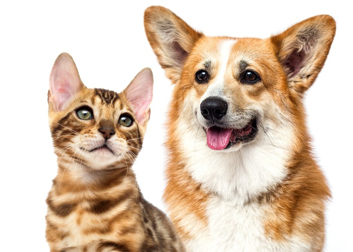 Ein Corgi und ein Kätzchen interagieren spielerisch und verkörpern eine entzückende Freundschaft zwischen den Arten und eine freudige Kameradschaft.