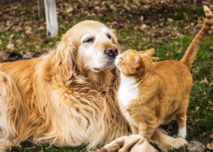 Bezauberndes Bild, das eine süße Katze und einen süßen Hund zeigt, die sich neugierig und freundlich begrüßen.