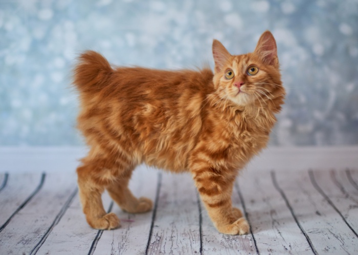 Schwanzlose Katzenrasse American Bobtail Katze