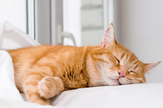 Träumen Katzen? Die Wissenschaft liefert die Antwort