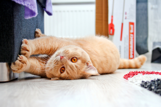 So verhindern Sie, dass Katzen Möbel zerkratzen