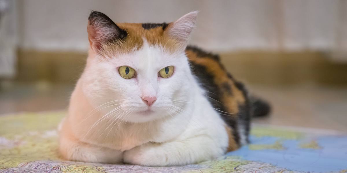 Porträt einer ernst aussehenden Katze mit intensivem und konzentriertem Gesichtsausdruck, deren Blick nach vorne gerichtet ist.