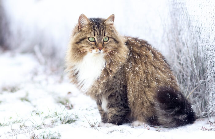 Wunderschöne sibirische Katze mit schönem und flauschigem Fell.