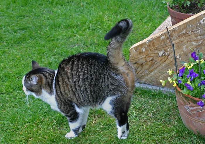 Eine getigerte Katze markiert ihr Revier, indem sie Blumen besprüht.