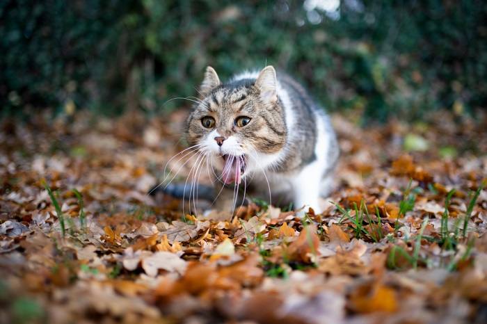 Foto einer Katze beim Erbrechen, was auf eine mögliche Magenverstimmung oder Verdauungsbeschwerden hindeutet.