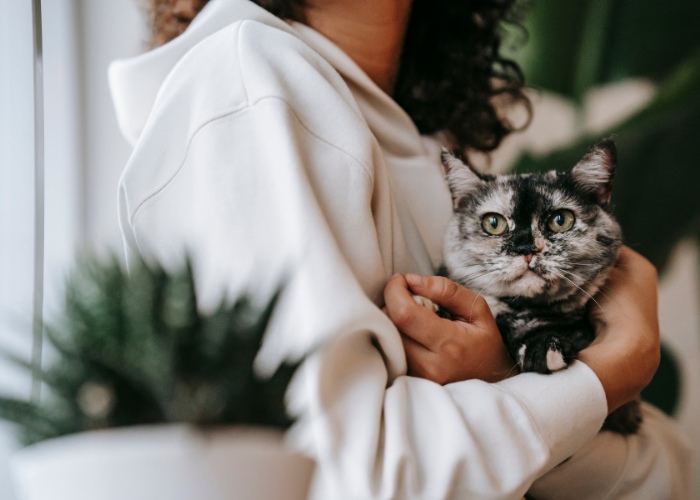 Können Katzen merken, wenn Sie krank sind?