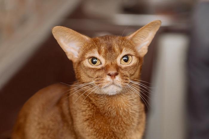 Bild einer Abessinierkatze, einer Rasse, die für ihr glattes und geticktes Fell bekannt ist, die aufmerksam dasitzt und ihr auffälliges und agiles Erscheinungsbild zur Schau stellt.