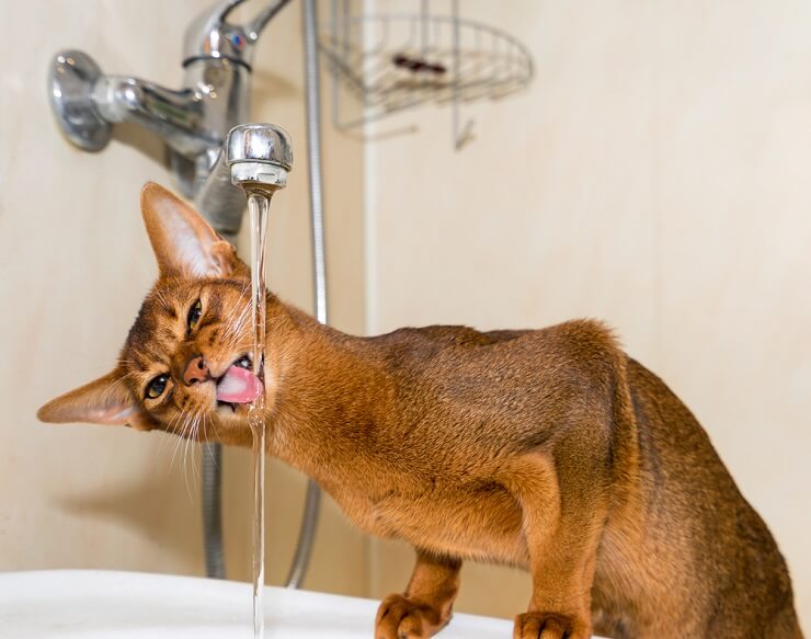 Abessinierkatze trinkt Wasser aus dem Wasserhahn