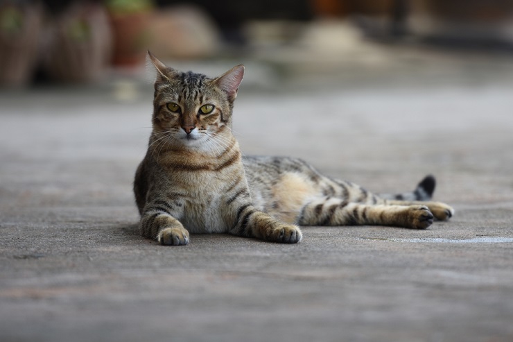 Bild mit afrikanischen Katzennamen für Mädchen, das kulturell inspirierte Namensoptionen für Ihren Katzengefährten bietet