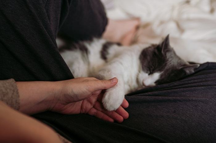 Das Bild fängt einen herzerwärmenden Moment der Verbundenheit und Zuneigung zwischen einem Menschen und seiner Katze ein und veranschaulicht die tiefe Verbindung, die sie teilen.