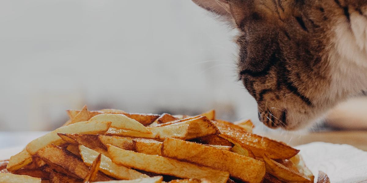 Das Bild zeigt eine Katze beim Schnuppern an Pommes Frites und zeigt, wie neugierig die Katze menschliche Nahrung erkundet.