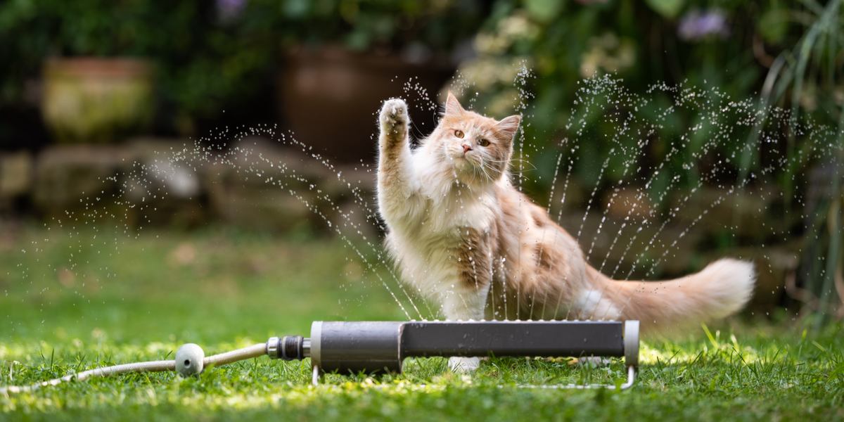 Bild verschiedener wasserliebender Katzenrassen, die ihre verspielte und abenteuerlustige Natur in einer ansprechenden und fesselnden Gruppenszene zur Schau stellen.