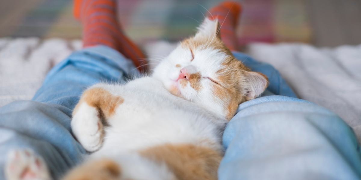 Eine zufriedene Katze, die friedlich zwischen den Beinen einer Person ruht und schläft und einen gemütlichen und sicheren Platz zum Entspannen und Wohlfühlen genießt.