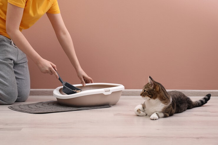 Ein Bild, das eine Katze zeigt, die ihr Geschäft auf dem Boden und nicht in einer Katzentoilette verrichtet.