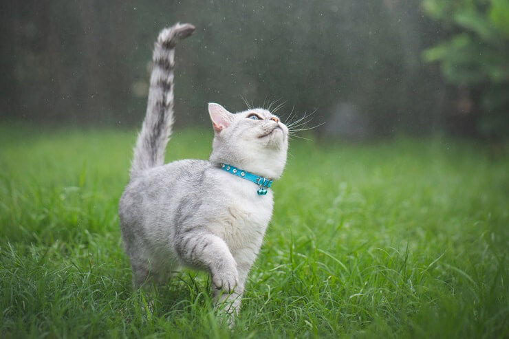 Katze läuft im grünen Gras