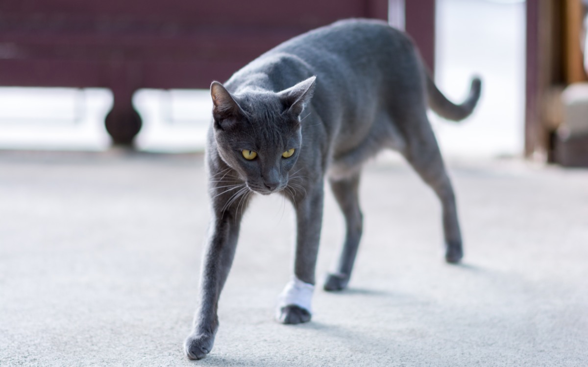 Bild, das eine spielerische Situation illustriert, in der Katzen so tun, als würden sie hinken, möglicherweise um Mitgefühl zu erregen oder Aufmerksamkeit zu erregen. Dabei zeigen sie ihr cleveres und manchmal humorvolles Verhalten.