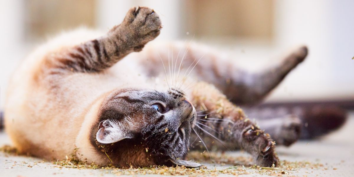 Katzen, die sich im Dreck wälzen und ihrem natürlichen Drang zur Körperpflege und zum Markieren nachgehen.