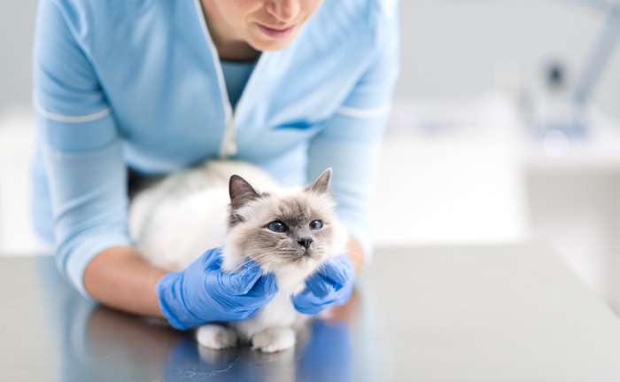 Ein Bild, das einen besorgten Katzenbesitzer zeigt, der sich mit einem professionellen Tierarzt unterhält. Der Tierarzt hört aufmerksam zu, während der Besitzer über das Wohlergehen seiner Katze spricht, und verdeutlicht damit, wie wichtig es ist, bei Bedarf fachkundigen Rat und Pflege einzuholen.