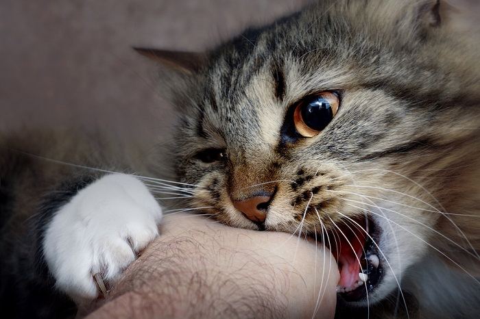 Bild mit Tipps zum Verhindern von Katzenbissen beim Streicheln, einschließlich des Lesens der Körpersprache von Katzen, respektvoller Berührung und Erkennen von Anzeichen von Unbehagen.