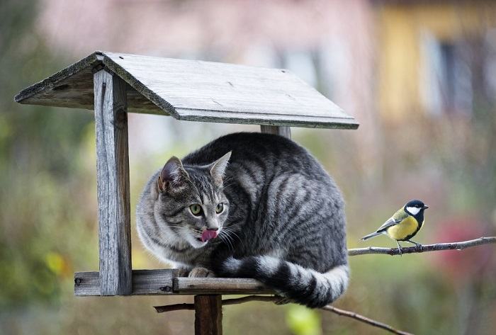 Informatives Bild, das verschiedene Methoden veranschaulicht, die Katzen zum Jagen verwenden.