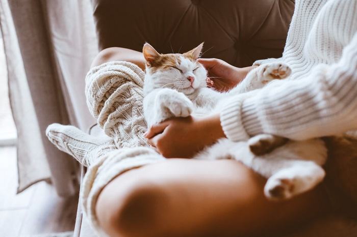 Das Bild fängt einen ruhigen Moment ein, in dem eine Katze friedlich auf den Beinen einer zurückgelehnten Person ruht.