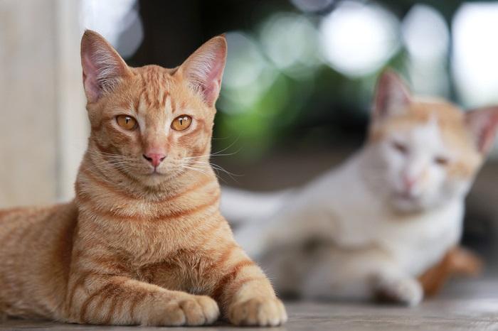 Bild, das die Bedeutung des Lesens der Körpersprache einer Katze hervorhebt.