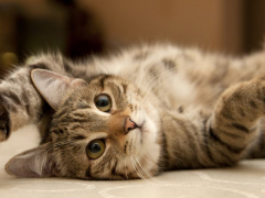 Close-up of a cat's paw showing scent glands, a fascinating feature used for marking territory and communication.