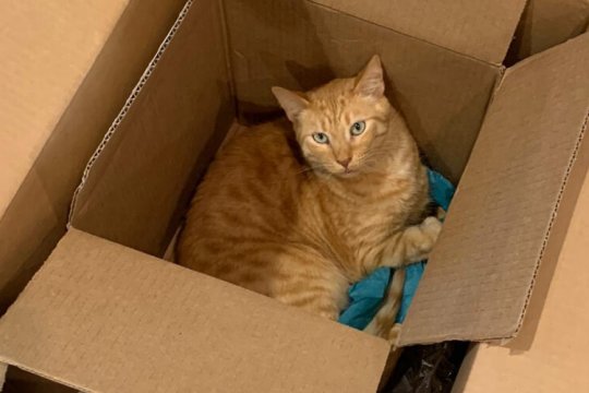 Warum Katzen Kartons so sehr mögen: Die 8 Wichtigsten Gründe