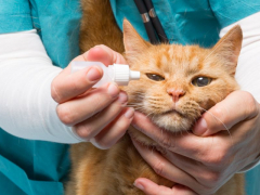 obramycin for cats, a medication used to treat various feline health conditions, emphasizing the importance of veterinary care and prescription drugs.