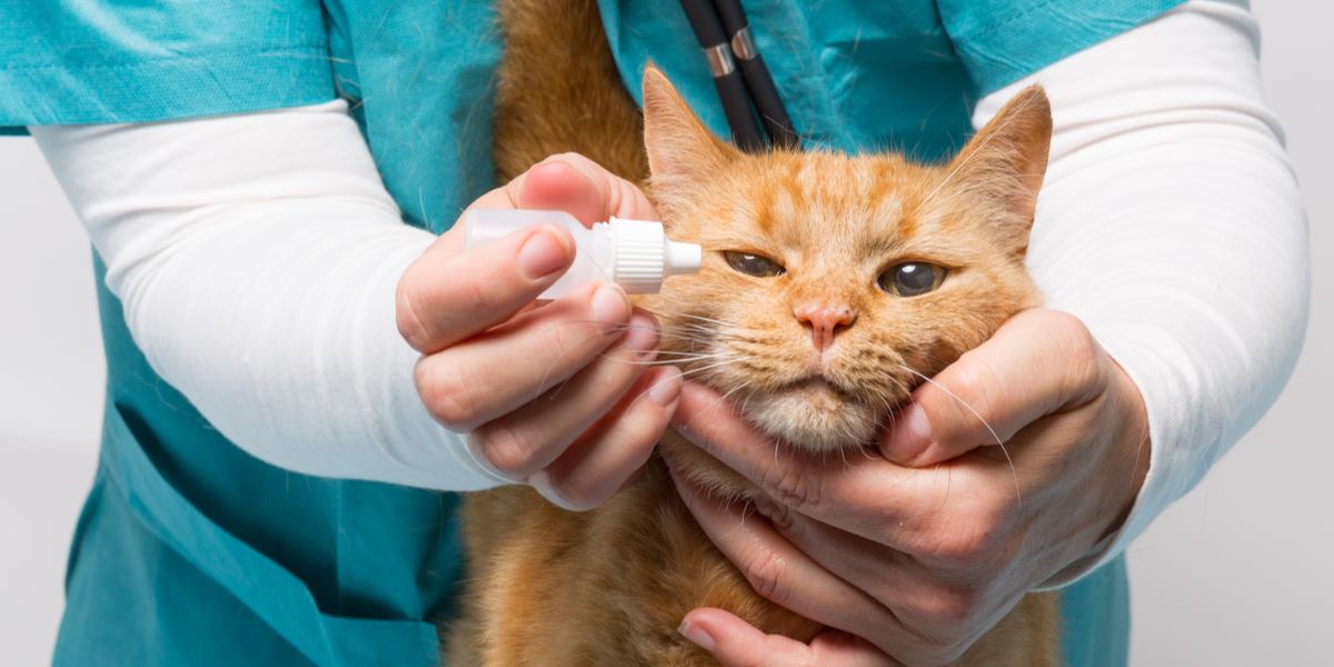 Obramycin für Katzen, ein Medikament zur Behandlung verschiedener Gesundheitszustände bei Katzen, das die Bedeutung tierärztlicher Versorgung und verschreibungspflichtiger Medikamente unterstreicht.