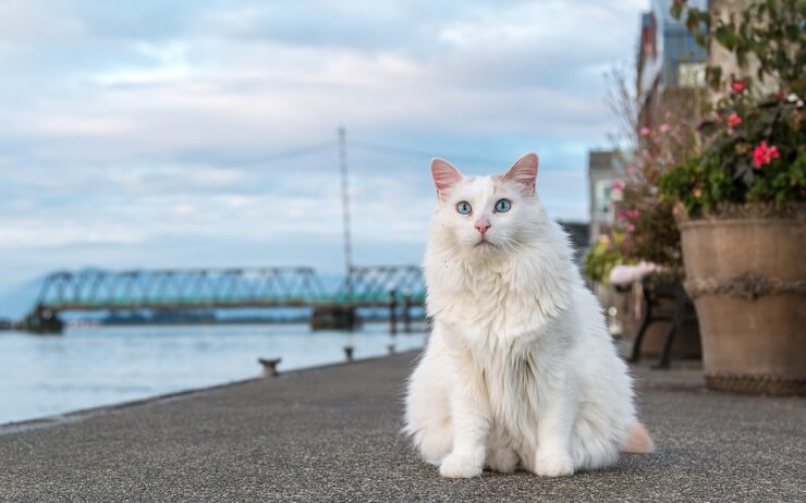 Bild einer Türkisch Van-Katze, erkennbar an ihrer unverwechselbaren Färbung und ihrer Liebe zum Wasser, aufgenommen in einem verspielten und erfrischenden Moment.