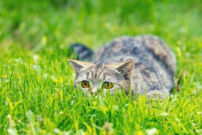 Katze versteckt sich im Gras auf der Suche nach Beute