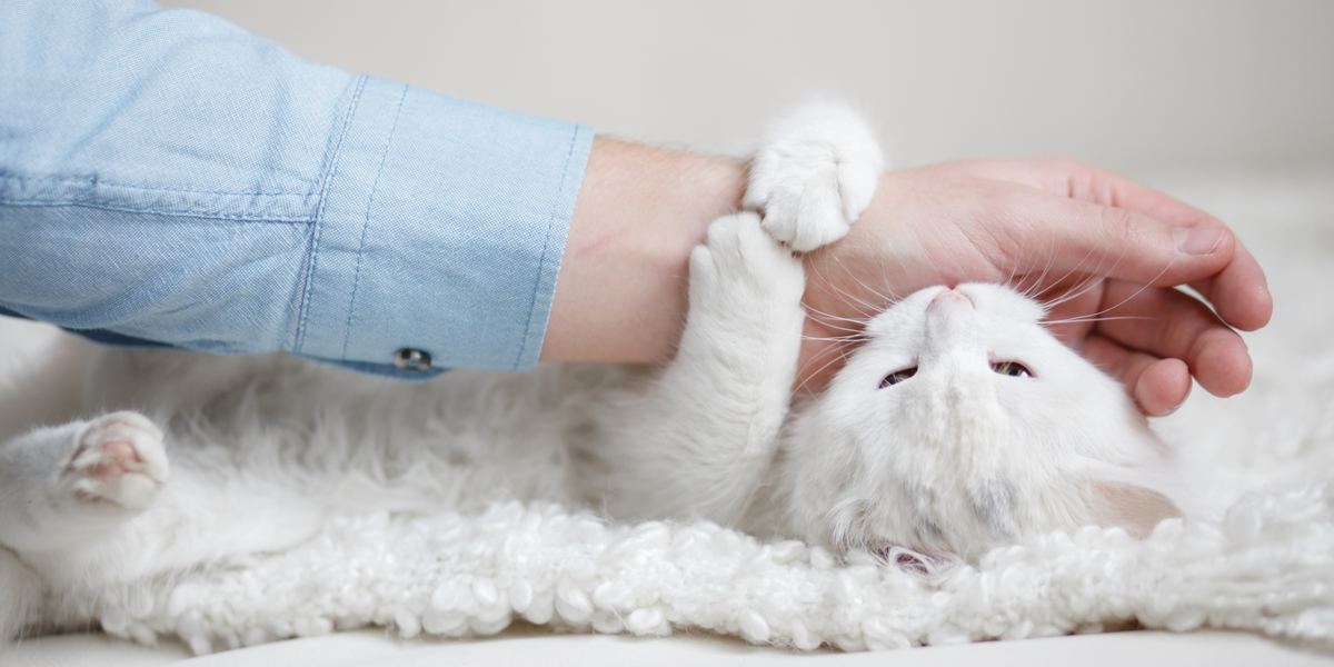 Eine Katze leckt liebevoll die Hand einer Person und knabbert anschließend sanft daran.