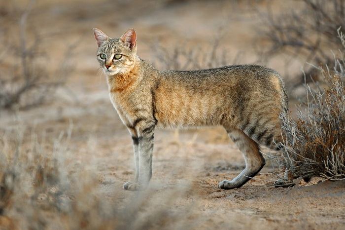 Afrikanische Wildkatze zeigt die Schönheit und den Reiz dieser faszinierenden Katzen