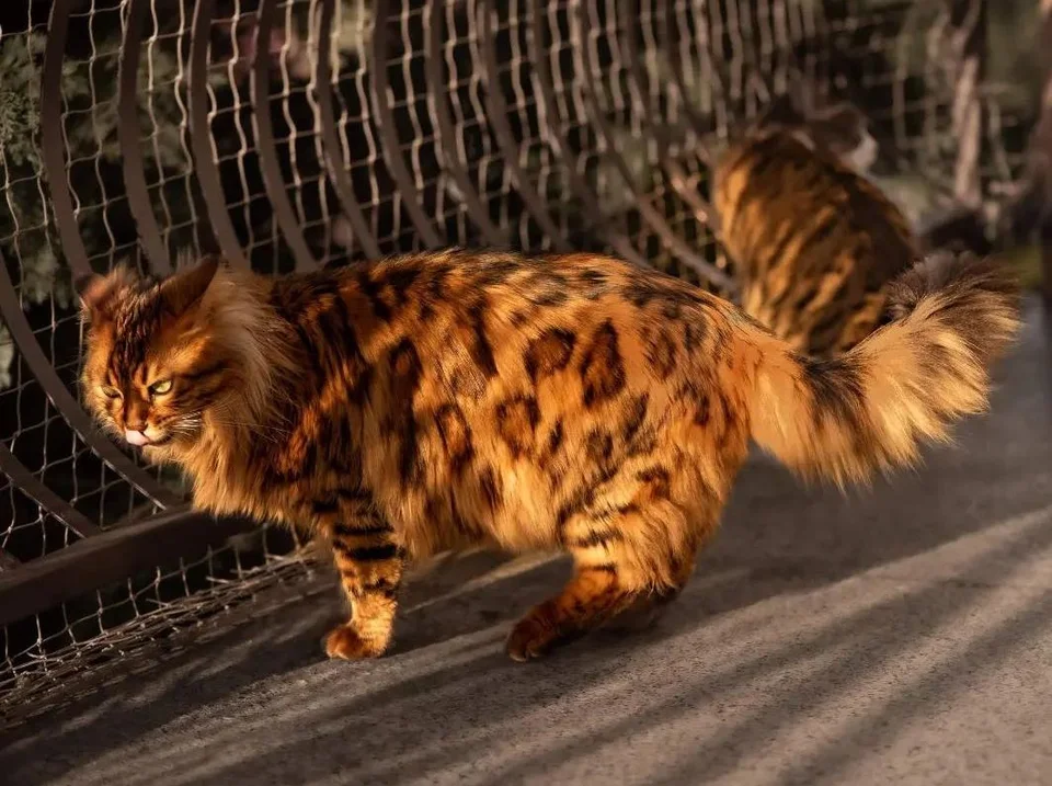 Eine Ganzkörperansicht einer Bengalkatze, die ihr schlankes und athletisches Erscheinungsbild hervorhebt.