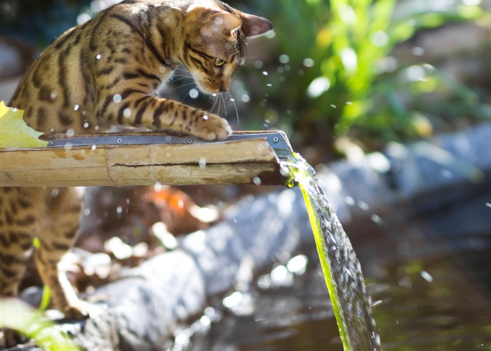 Bild einer Bengalkatze, die das Wasser genießt. Diese Rasse ist für ihr wildes Aussehen und ihre auffälligen Fellmuster bekannt und zeigt in einer erfrischenden Szene ihre verspielte und abenteuerlustige Natur.