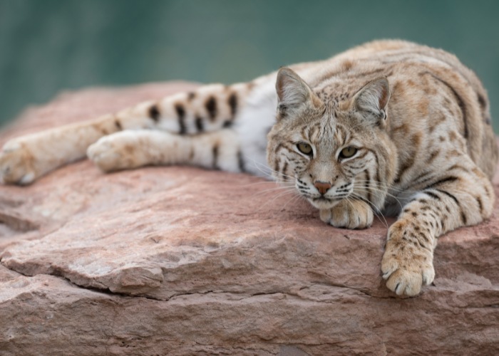 Entspannter Rotluchs, der in seinem natürlichen Lebensraum faulenzt und mit seinem Verhalten eine Mischung aus wilder Schönheit und Ruhe verkörpert.