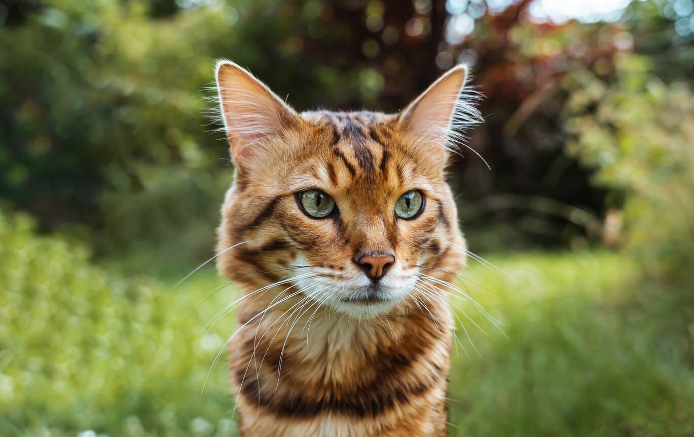 Eine Kaschmir-Bengalkatze, die ihr einzigartiges und luxuriöses Fell zeigt.