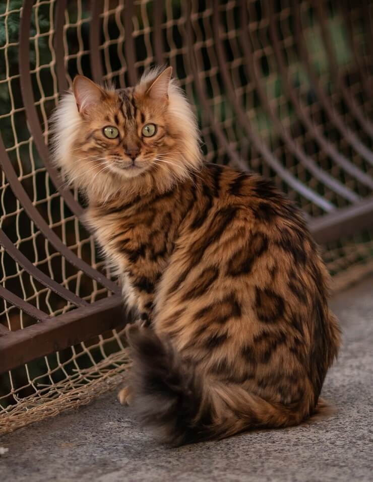 Eine von der International Bengal Cat Society anerkannte Kaschmir-Bengalkatze mit atemberaubendem Aussehen.