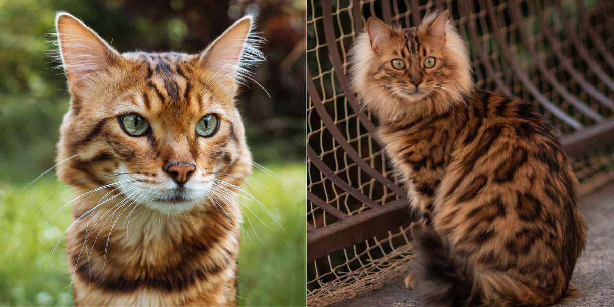 Ein vorgestelltes Bild, das die Schönheit und Einzigartigkeit des Fells einer Kaschmir-Bengalkatze zeigt.