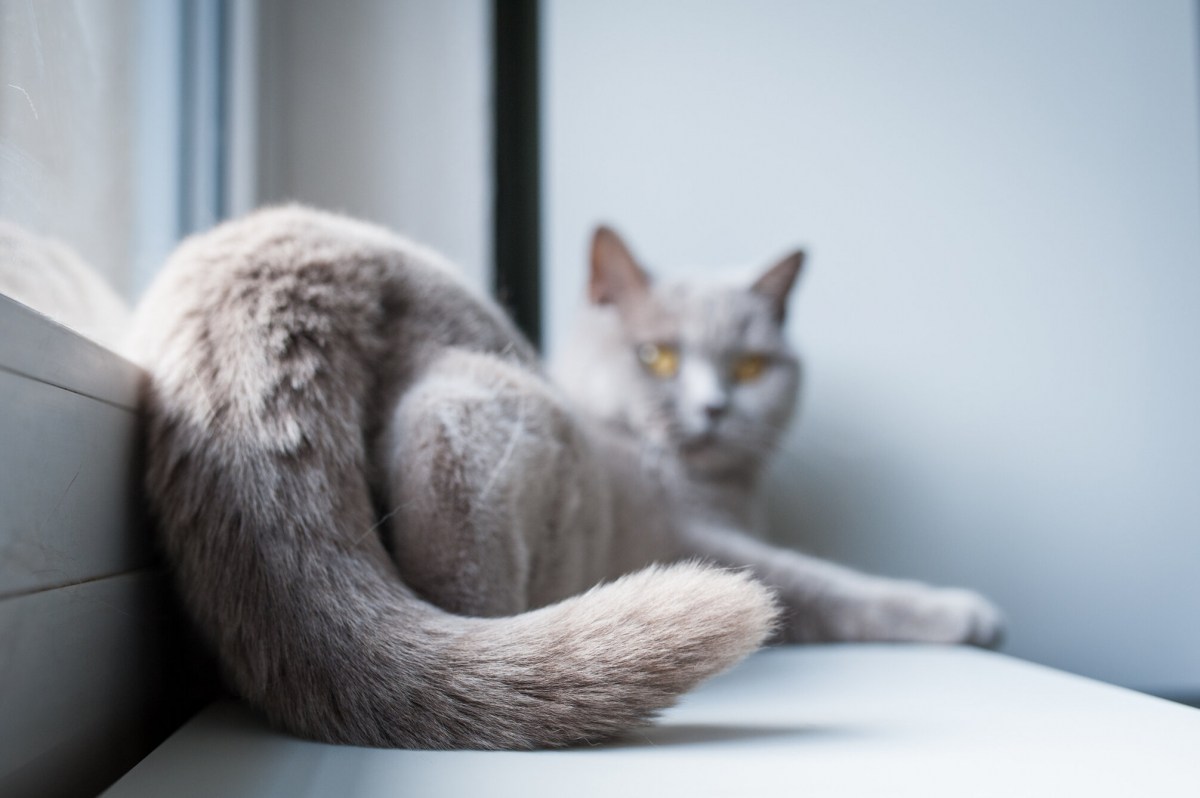 Eine verspielte Katze mit ihrem Hinterteil in der Luft und einer entspannten und neugierigen Haltung.