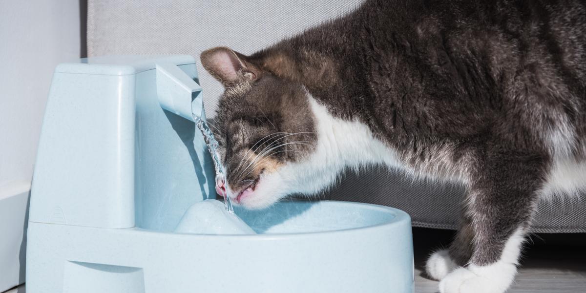 Erfrischendes Bild einer Katze, die Wasser trinkt.