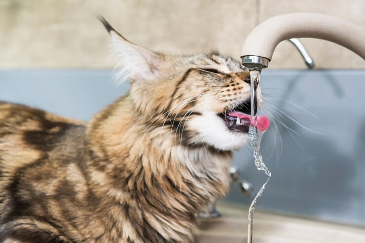 Durstige Katze nimmt einen erfrischenden Schluck aus einem Wassernapf.