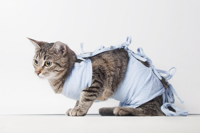 Eine Katze, die Kleidung oder Bekleidung trägt und ein modisches und bezauberndes Outfit zur Schau stellt.