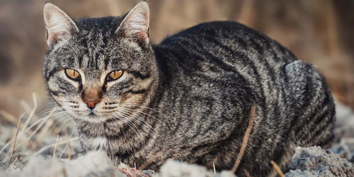 Ein Bild einer neugierigen Katze, die eine schmutzige Umgebung erkundet und dabei ihre natürliche Neugier und verspielte Natur zeigt.