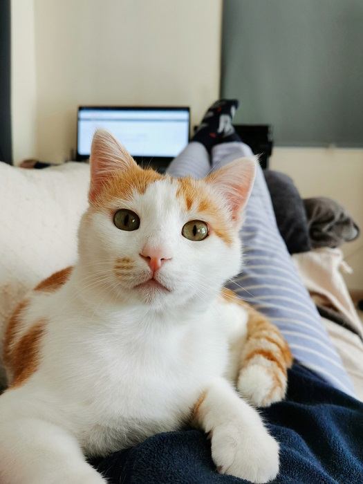 Eine zufriedene orange getigerte Katze liegt friedlich auf der Brust einer Person und genießt einen Moment der Wärme und Kameradschaft.