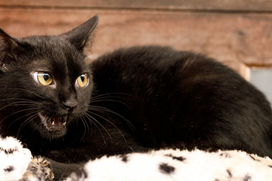 6 Gründe, warum deine Katze nachts merkwürdige Geräusche von sich gibt