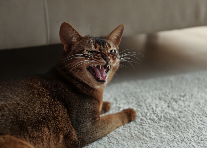 Das Bild zeigt eine Katze in einem ausdrucksstarken Moment mit offenem Maul und Geräuschen, die ein wütendes oder frustriertes Miauen suggerieren.