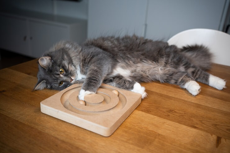 Eine energiegeladene Katze spielt fröhlich auf einem Tisch und zeigt ihre Beweglichkeit und Begeisterung beim Erkunden ihrer Umgebung.